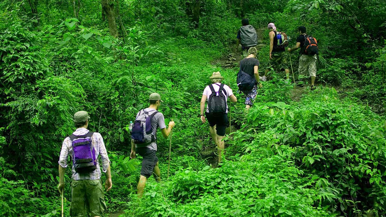 Rainforest Trekking from Kitulgala City