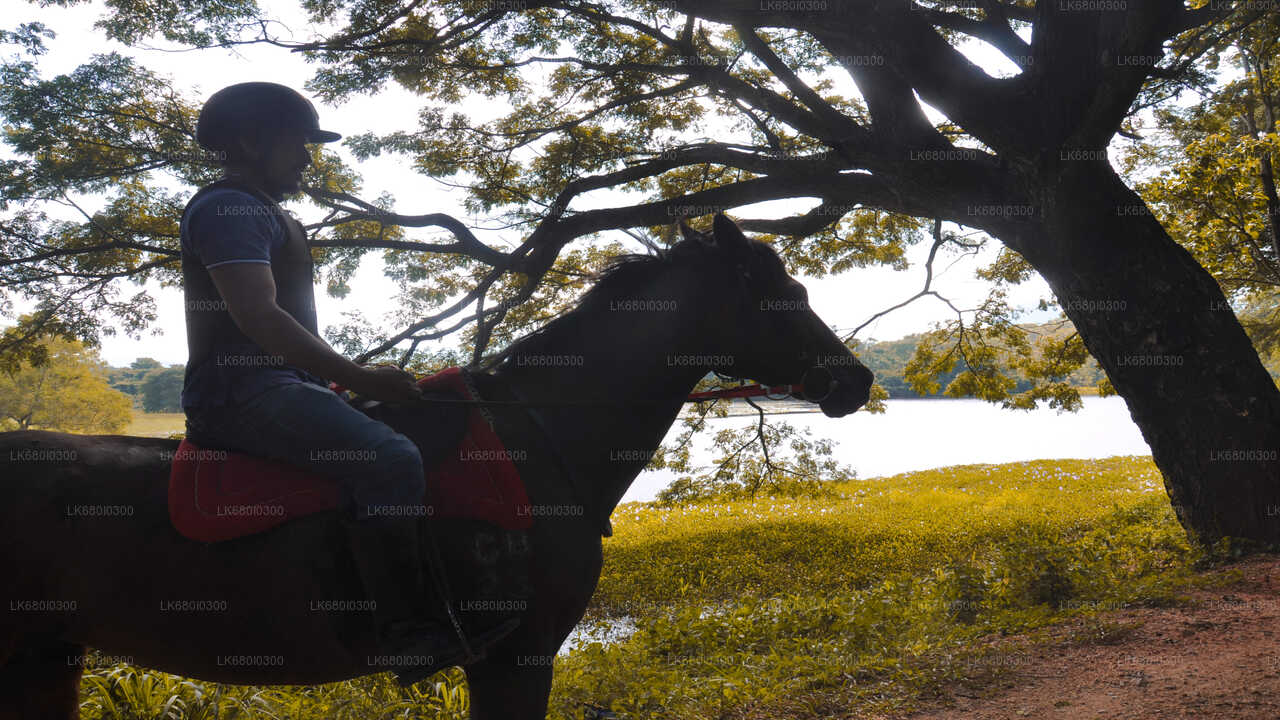 Horse Ride around a Village from Dambulla City