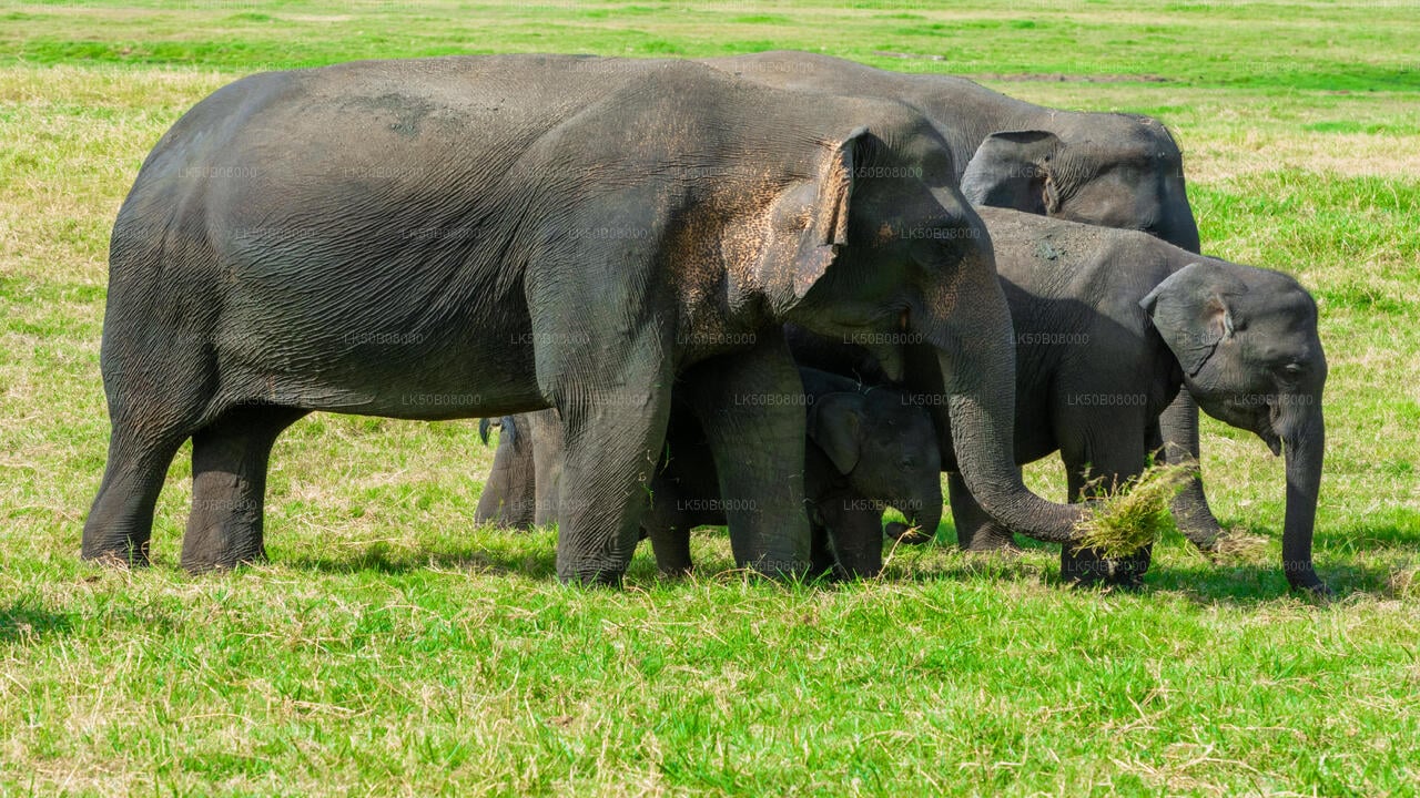 The Great Elephant Gathering Private Safari from Minneriya City