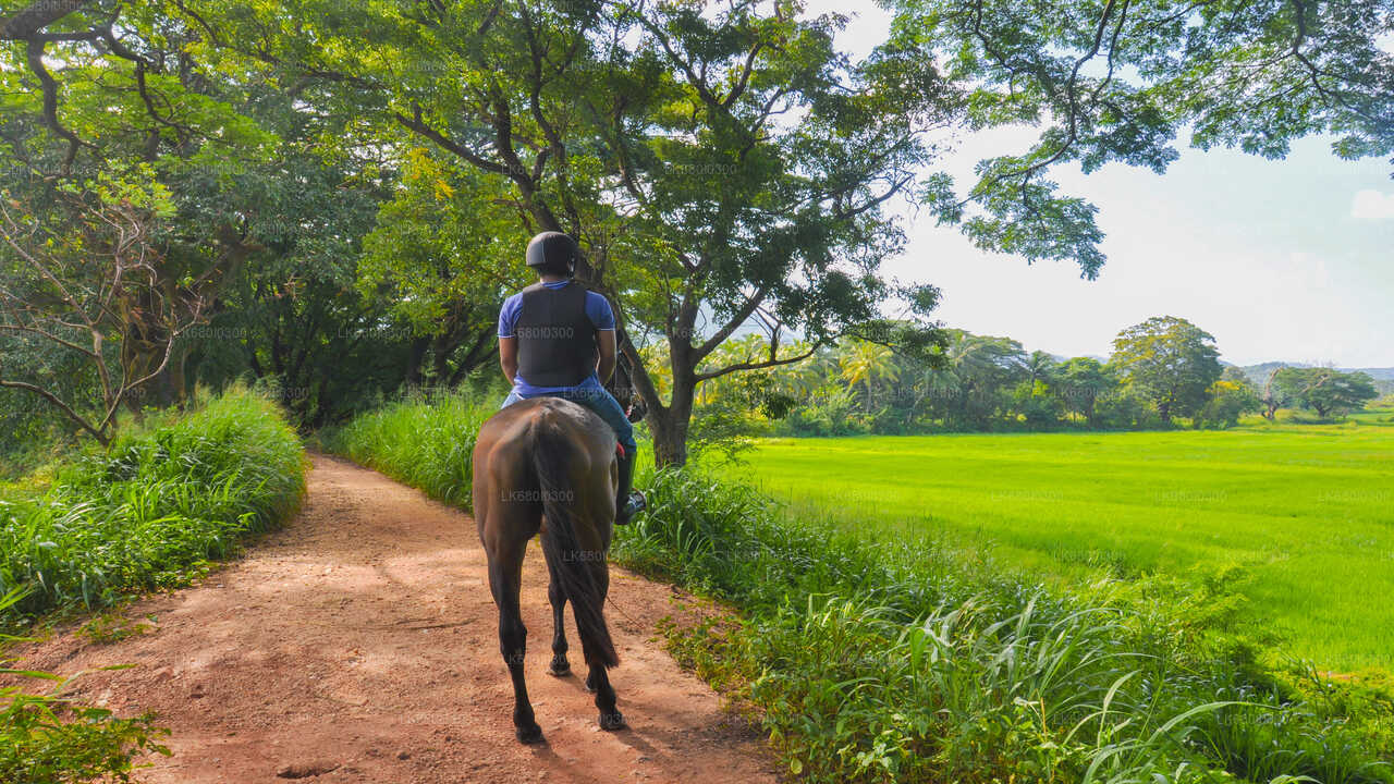Horse Ride around a Village from Dambulla City
