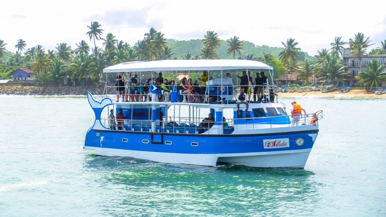 Whale Watching by Shared Boat from Beruwala City