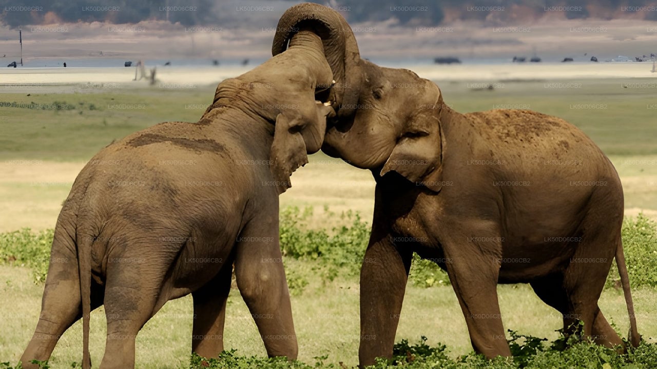 Kaudulla National Park Private Safari