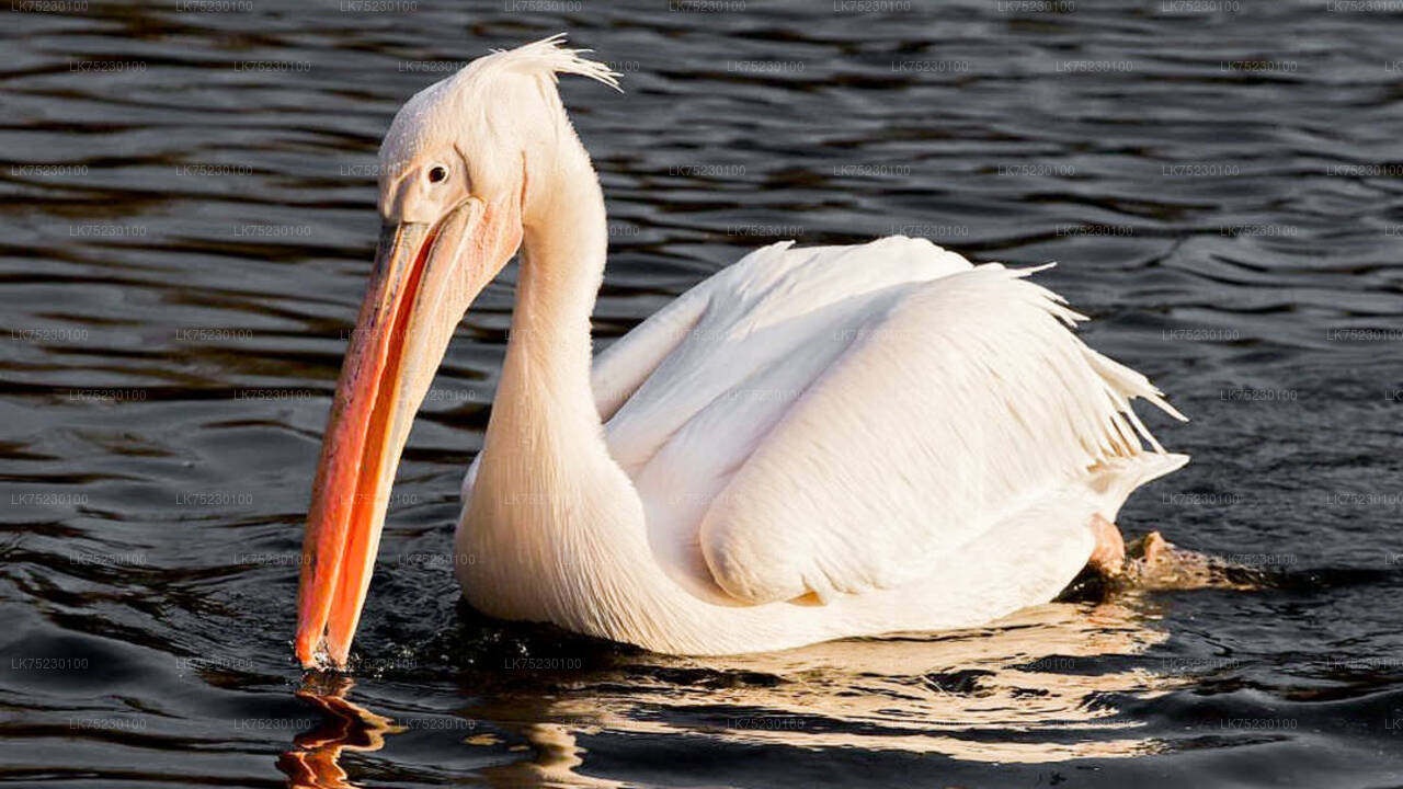 Birdwatching by Boat at Kalametiya Sanctuary