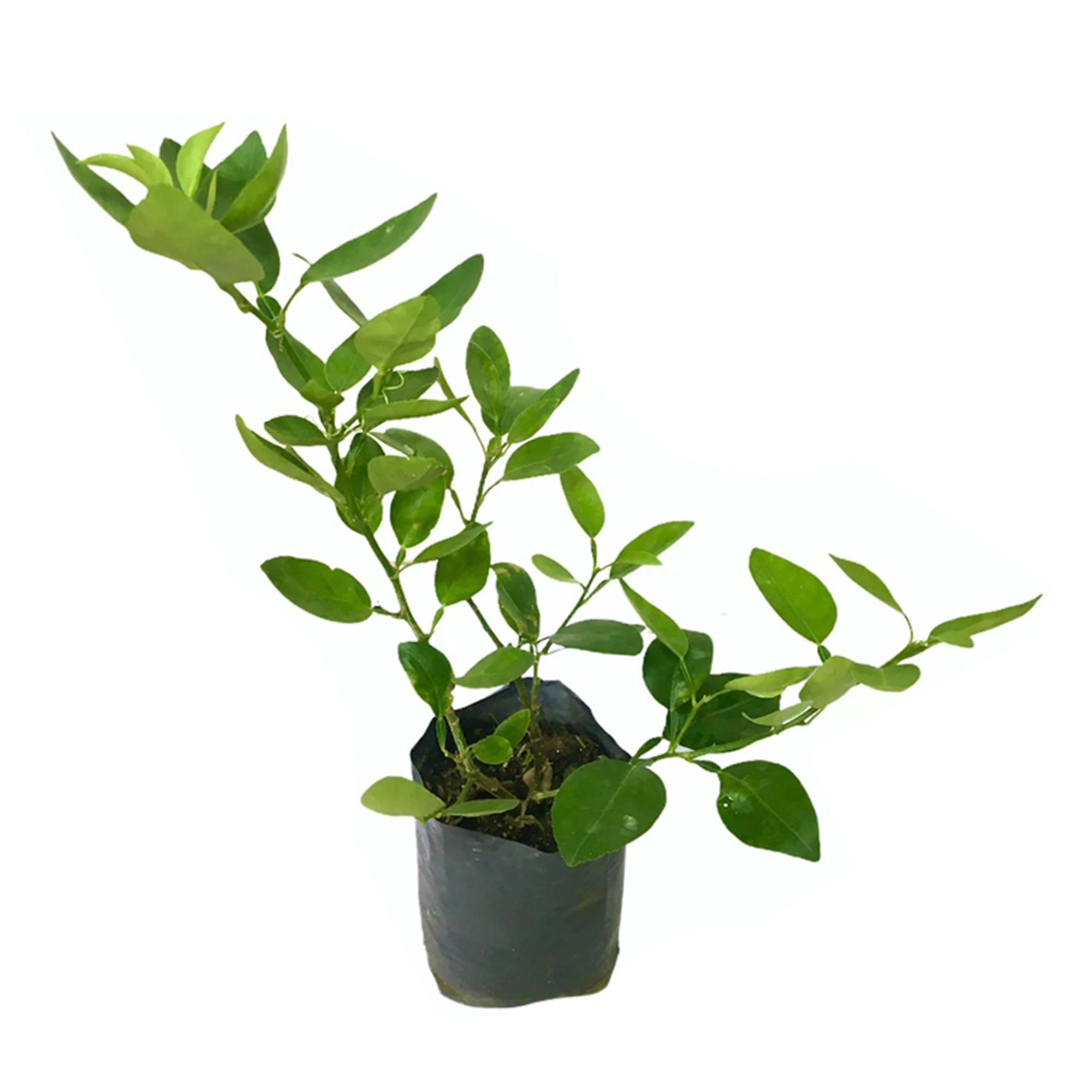 Lakpura® Lime Layered Plant