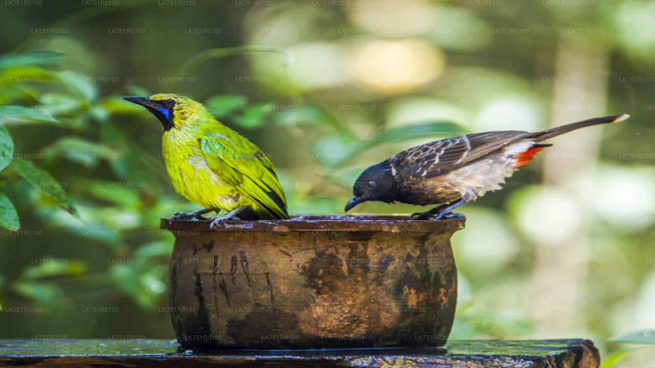 Birdwatching and Trekking from Horton Plains National Park