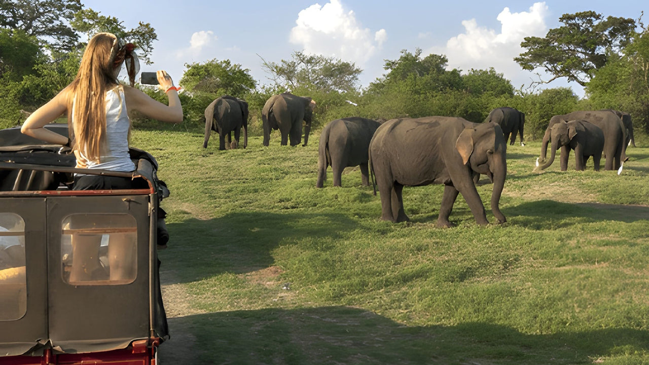 Minneriya National Park Private Safari from Habarana City