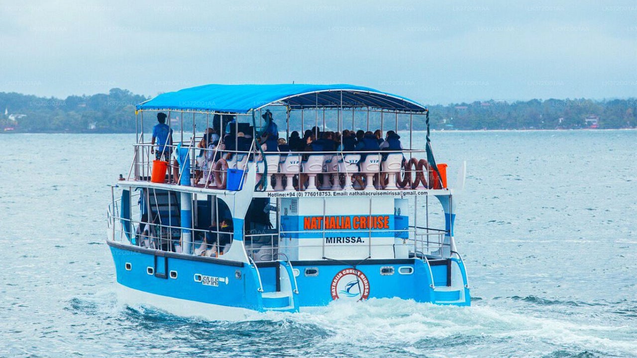 Whale Watching by Shared Boat from Koggala City