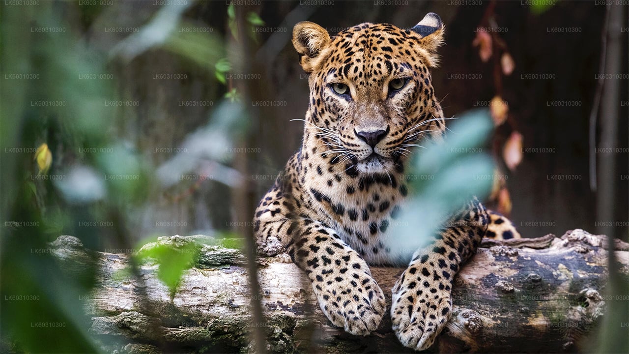 Yala National Park Safari From Ahangama City