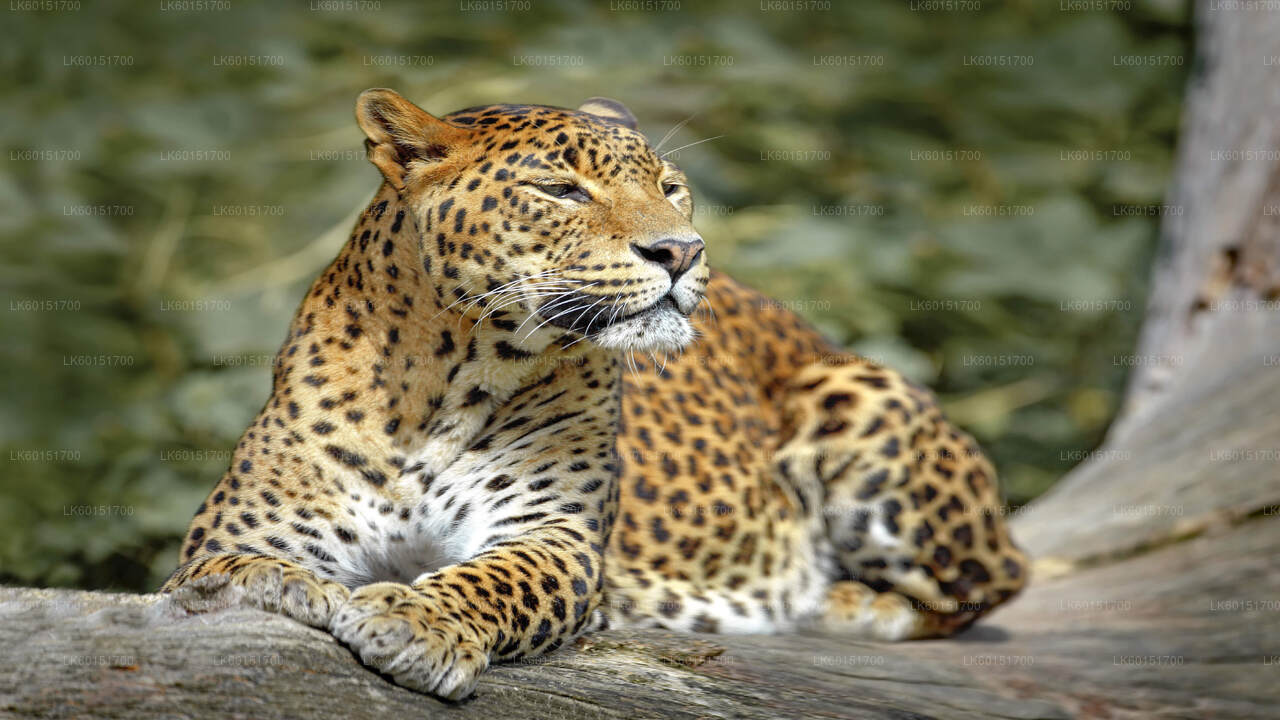 Wilpattu National Park Safari from Anuradhapura City
