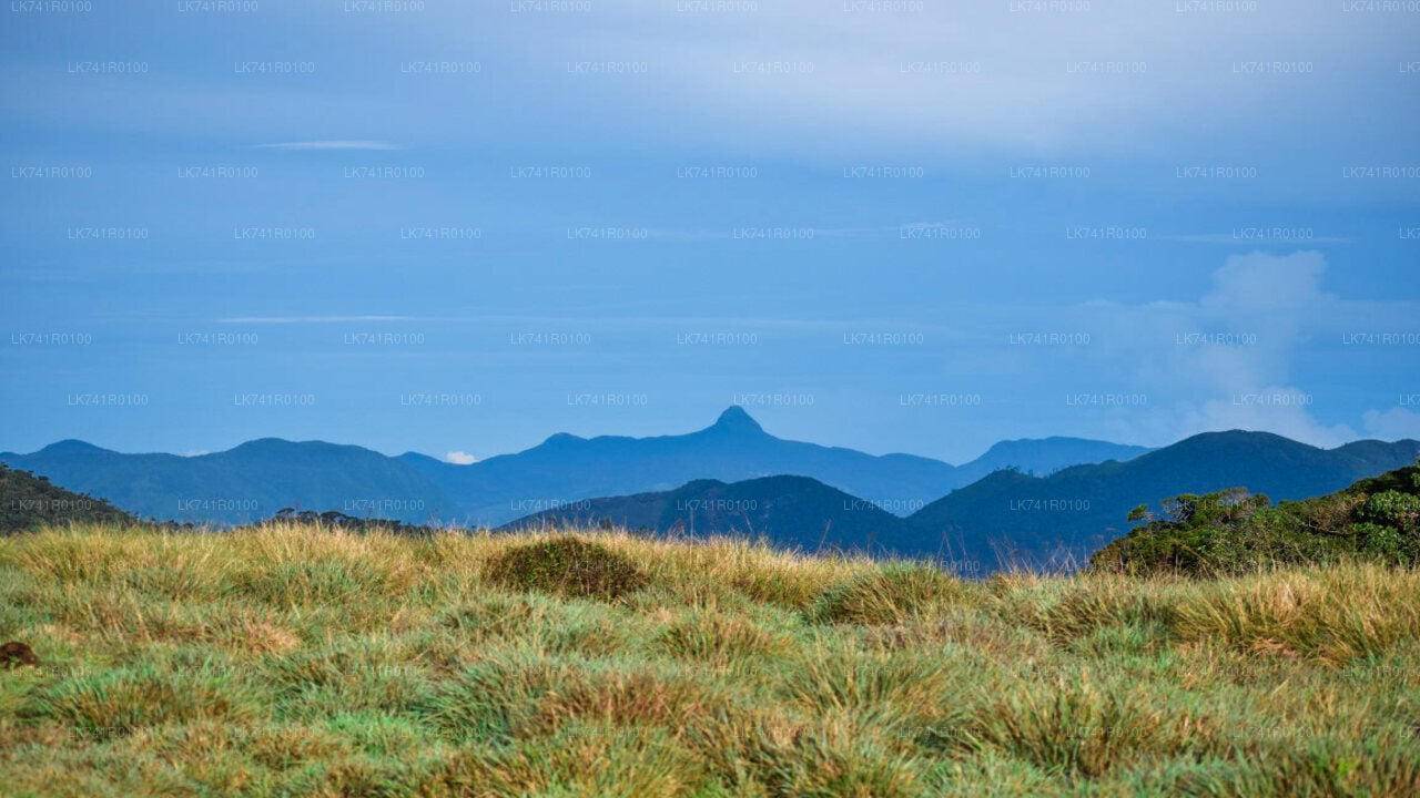 Horton Plains National Park Hike from Nuwara Eliya City
