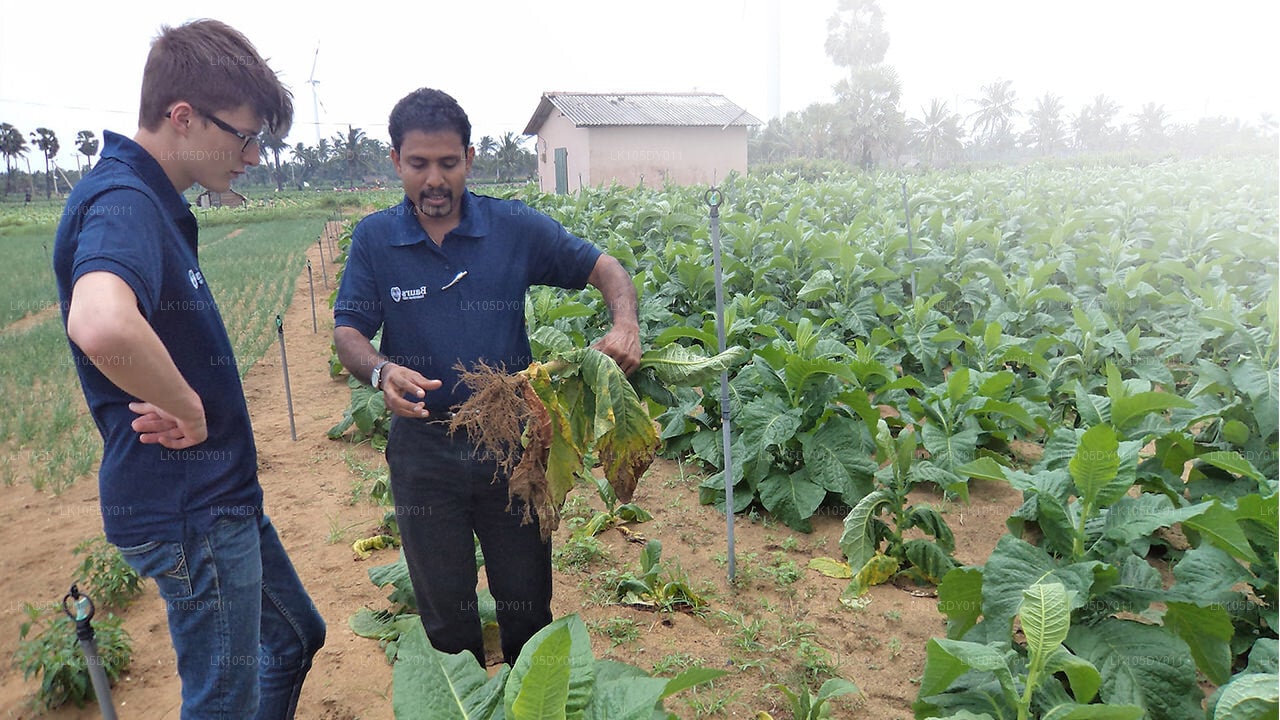 Tour Agrícola de Sri Lanka (6 Días)