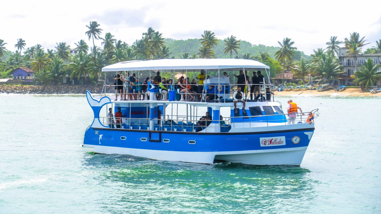 Whale Watching by Shared Boat from Mirissa City