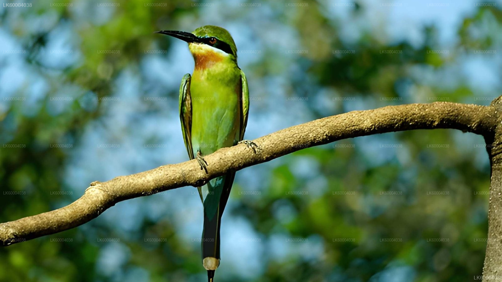 Maduru Oya National Park Private Safari from Pasikuda City