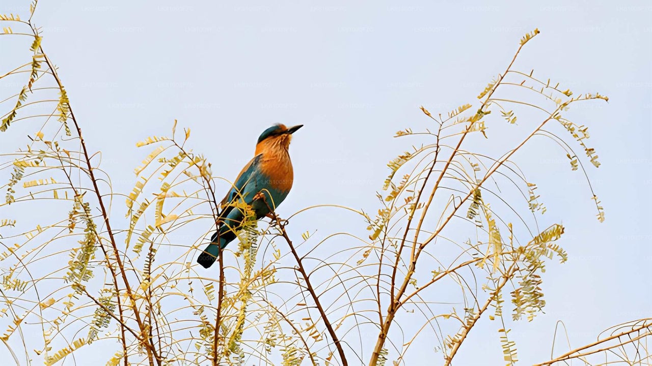 Bundala National Park Safari From Hambantota Port