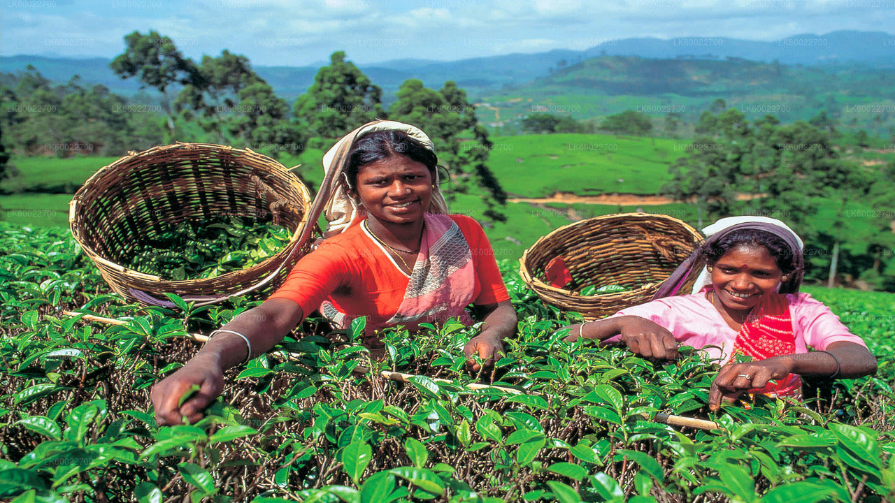 Tea Field Tour from Hatton City