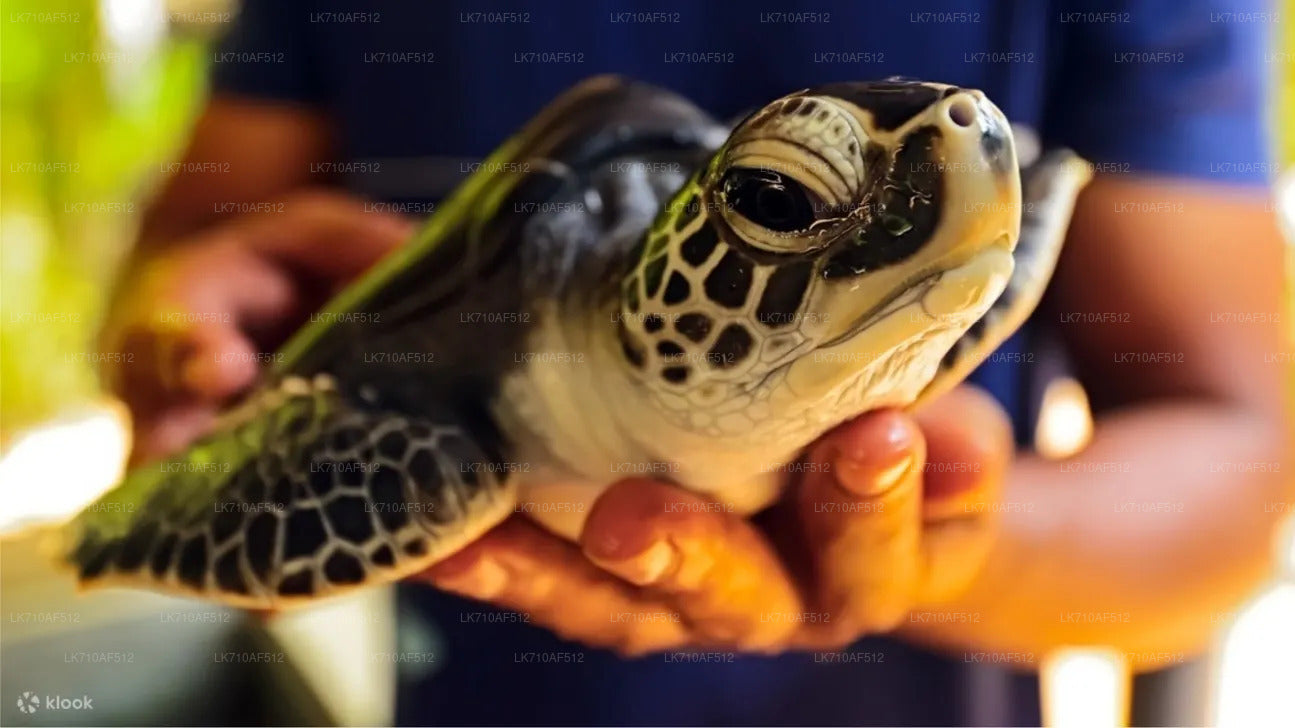 Madu River Safari and Turtle Hatchery from Kosgoda City