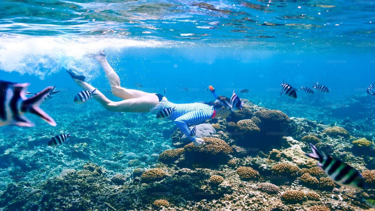 Snorkeling at Coral Island from Trincomalee City