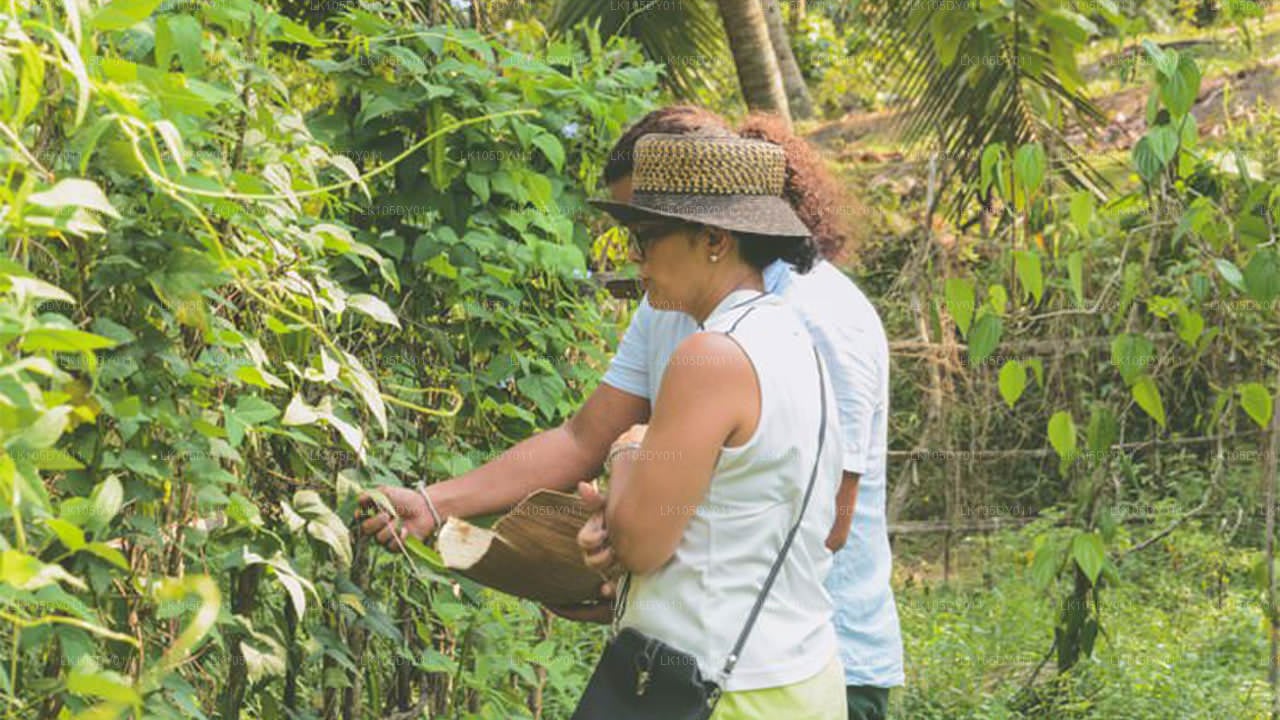 Tour Agrícola de Sri Lanka (6 Días)