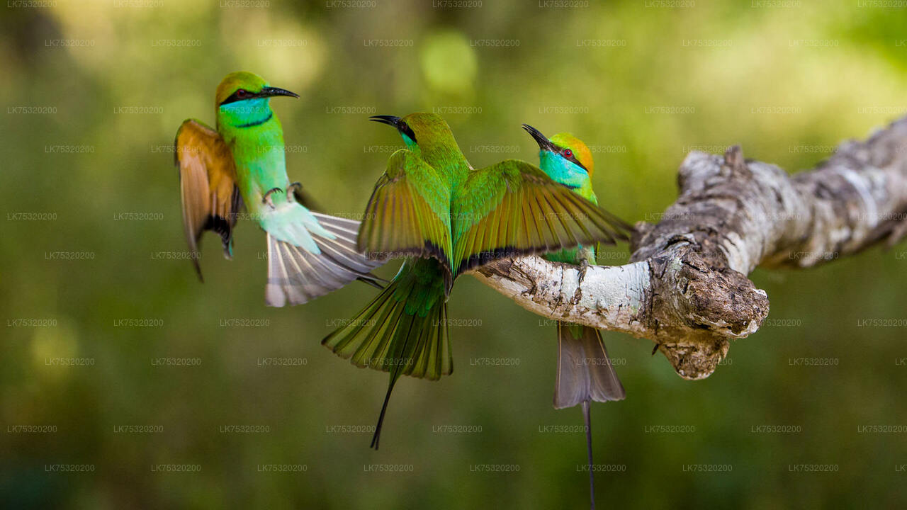 Birdwatching at Ritigala from Habarana City