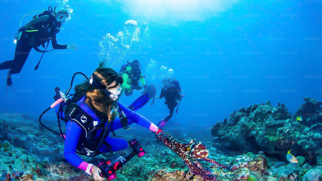 Snorkeling at Talawila St. Anne's Reef from Kalpitiya