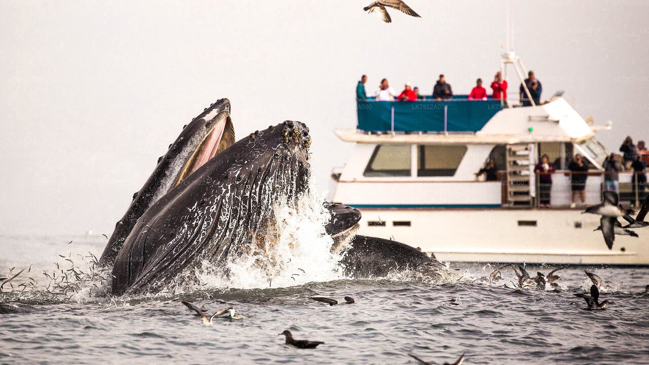 Whale Watching by Yacht from Trincomalee City
