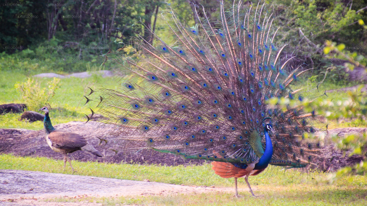 Yala National Park Safari from Mirissa City