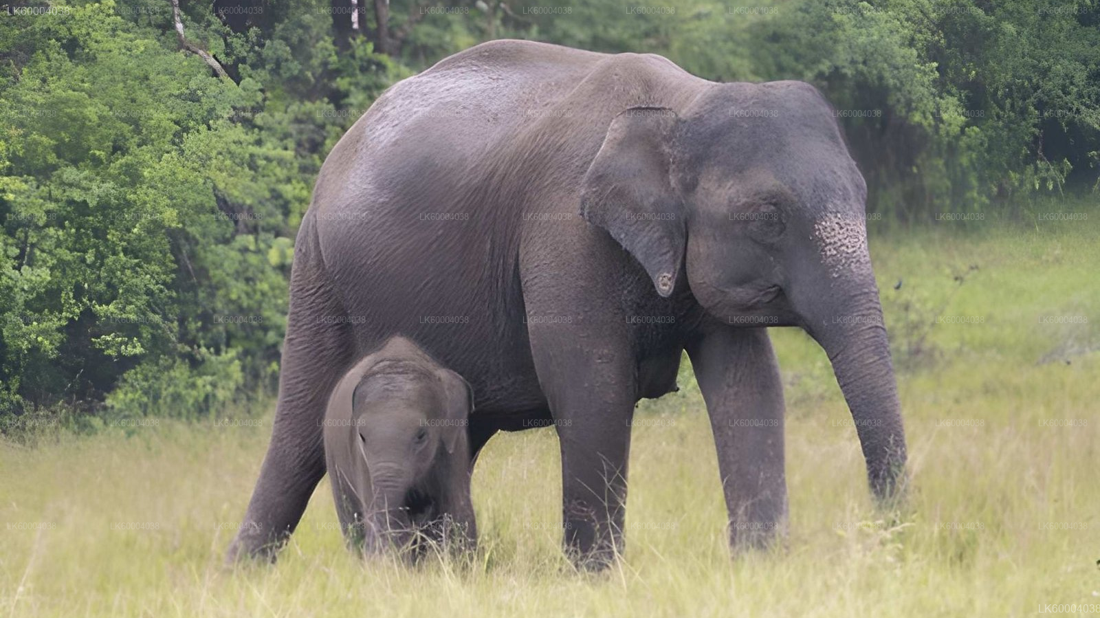 Maduru Oya National Park Private Safari from Pasikuda City