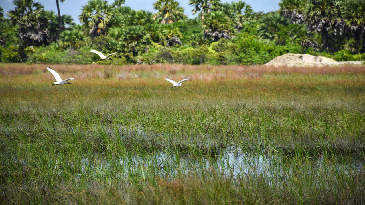 Fuglekiggeri i Jaffna Lagoon
