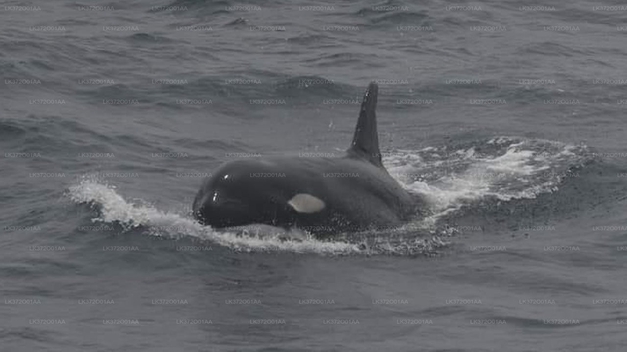 Whale Watching by Shared Boat from Talpe City
