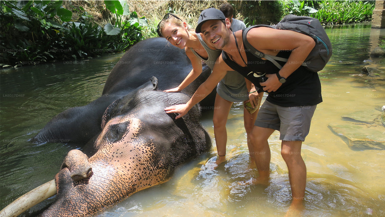 Millennium Elephant Foundation from Colombo City