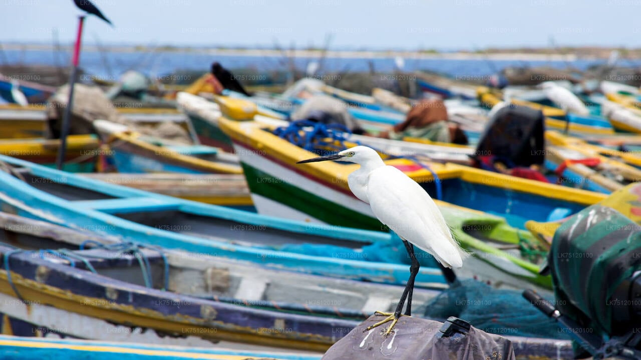 Fuglekiggeri i Jaffna Lagoon