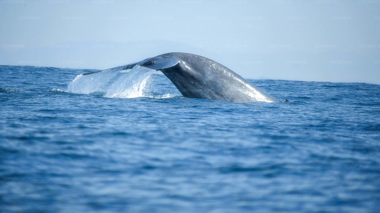Walbeobachtung von Bentota aus auf einem Sammelboot