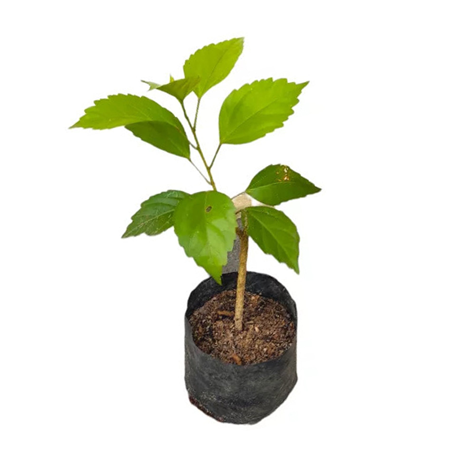 Lakpura® Double Petal Hibiscus (Red) Exotic Plant