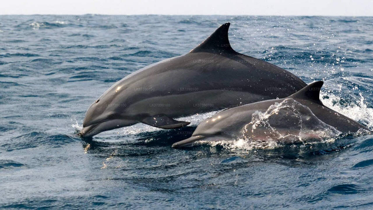 Walbeobachtung von Balapitiya aus auf gemeinsamen Boot
