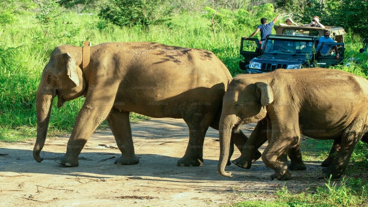Hurulu Eco Park Private Safari with Guide