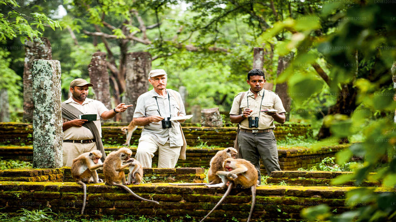 Explore the Monkey Kingdom from Polonnaruwa City