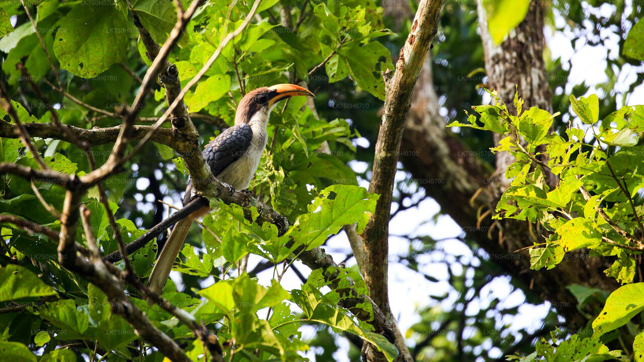 Birdwatching at Anawilundawa Sanctuary from Colombo City