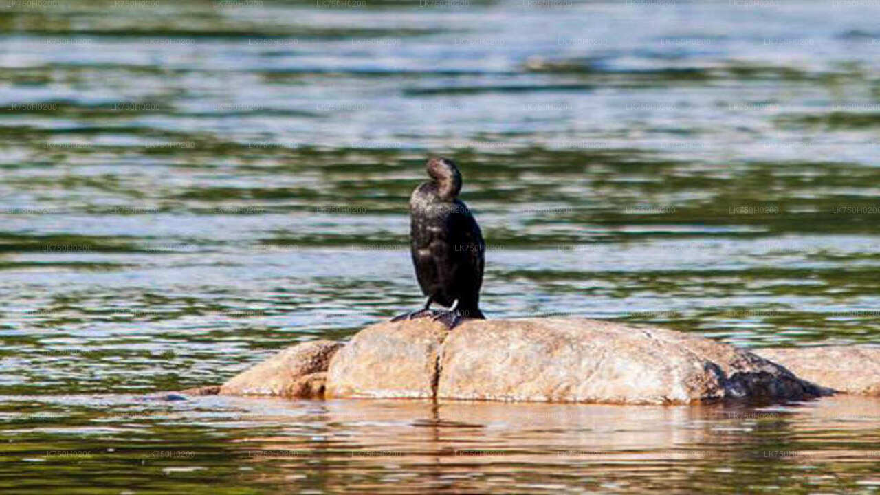 Birdwatching at Muthurajawela Marsh from Colombo City
