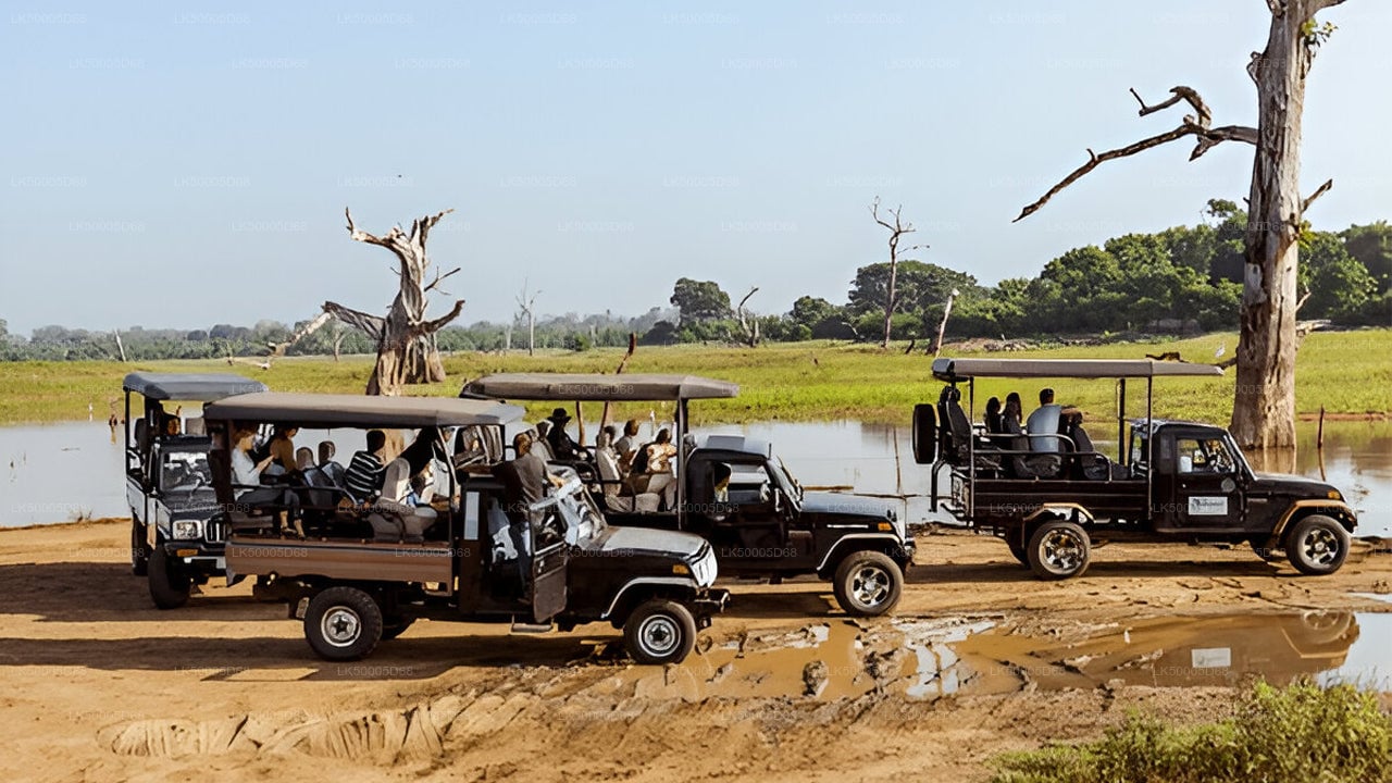 Private Tour from Hiriketiya to Ella with Udawalawe Safari