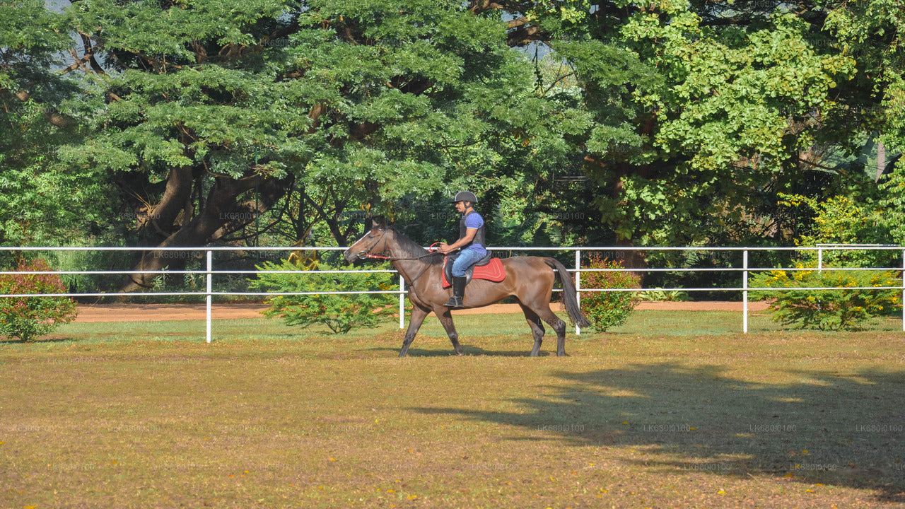 Horse Riding for Beginners from Dambulla City