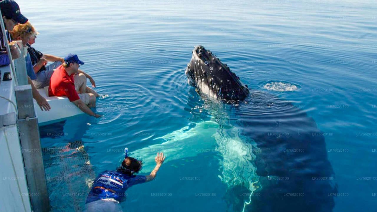 Whale Watching by Shared Boat from Talpe City