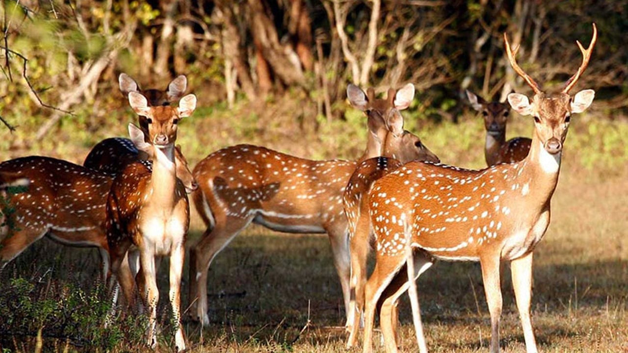Wasgamuwa National Park Entrance Tickets