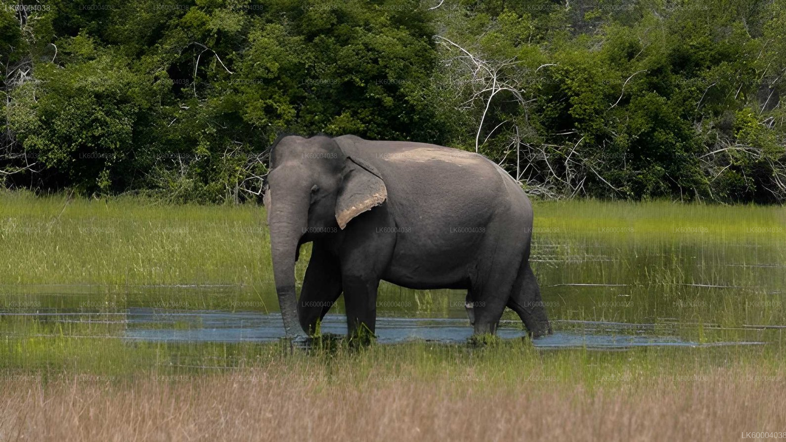 Maduru Oya National Park Private Safari from Pasikuda City