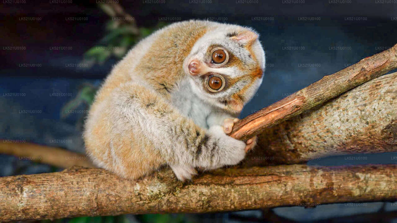 Loris Watching from Polonnaruwa City