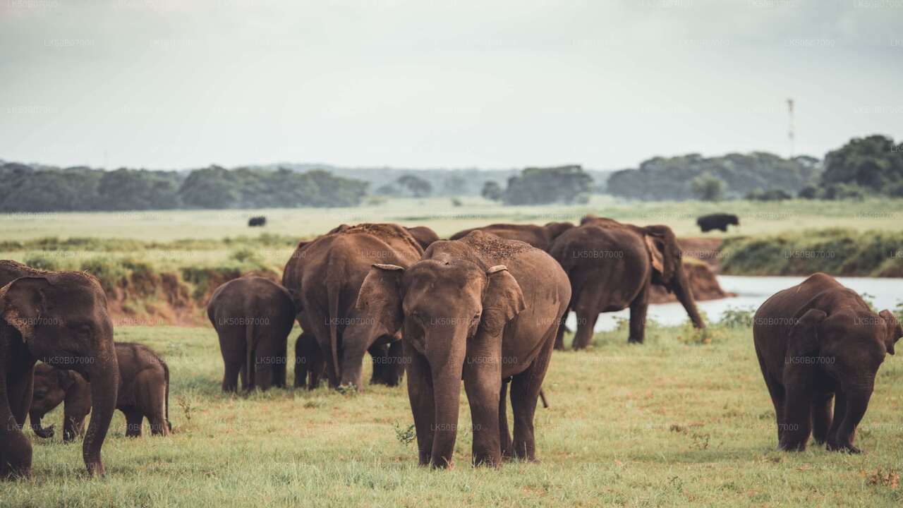 Minneriya National Park Private Safari from Polonnaruwa City