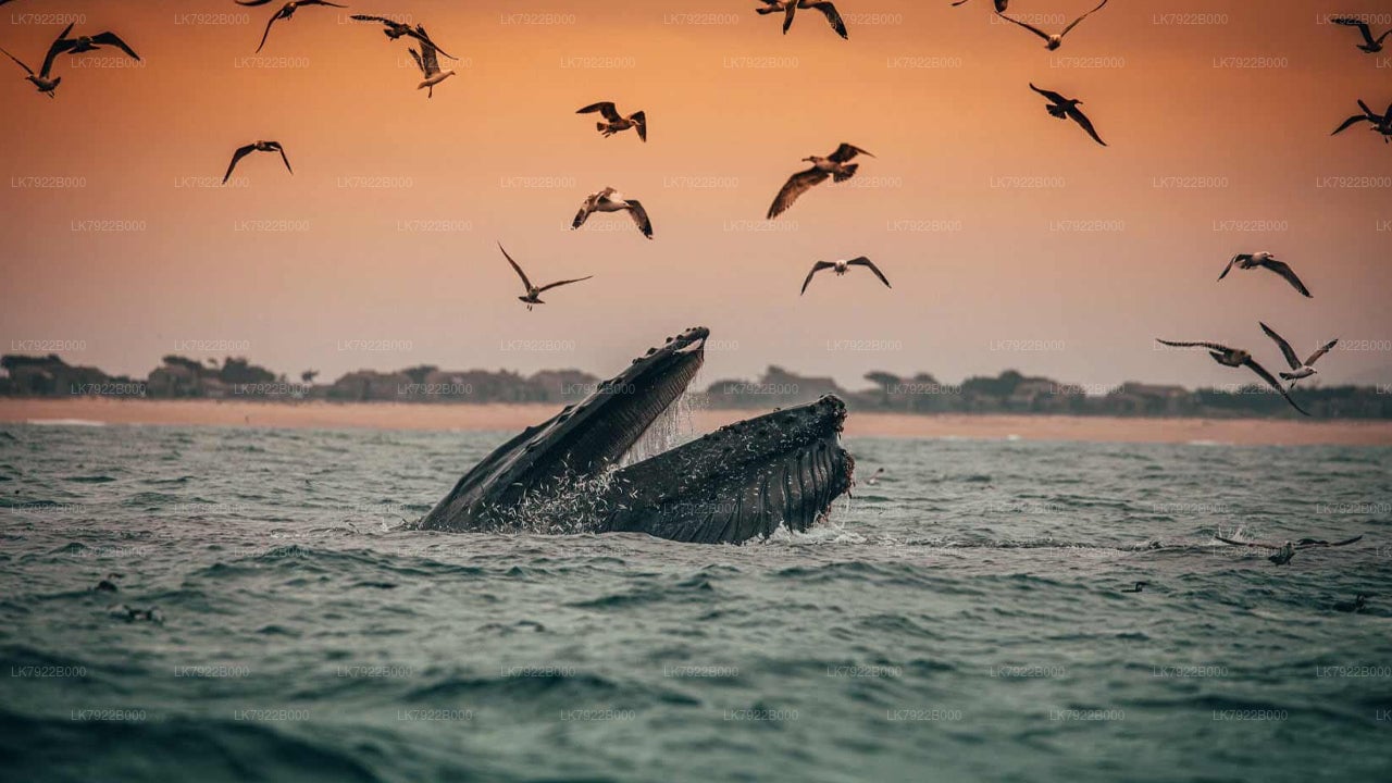 Whale Watching Cruise in Trincomalee City (Private 7-Hour Tour)