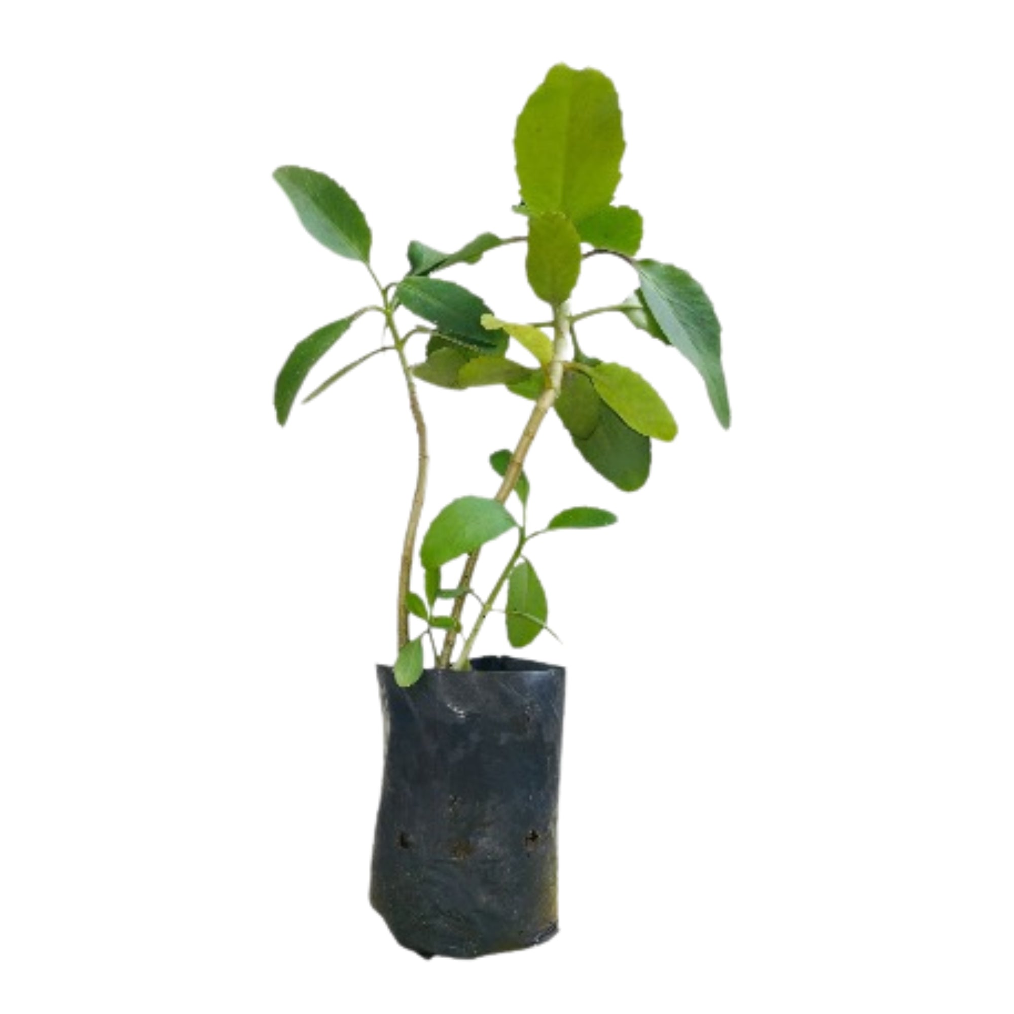 Lakpura® Akkapana Plant
