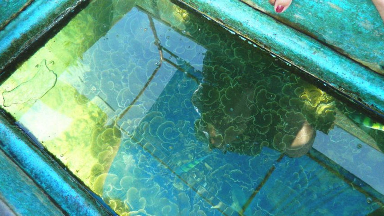 Glass Bottom Boat Ride from Pasikuda City