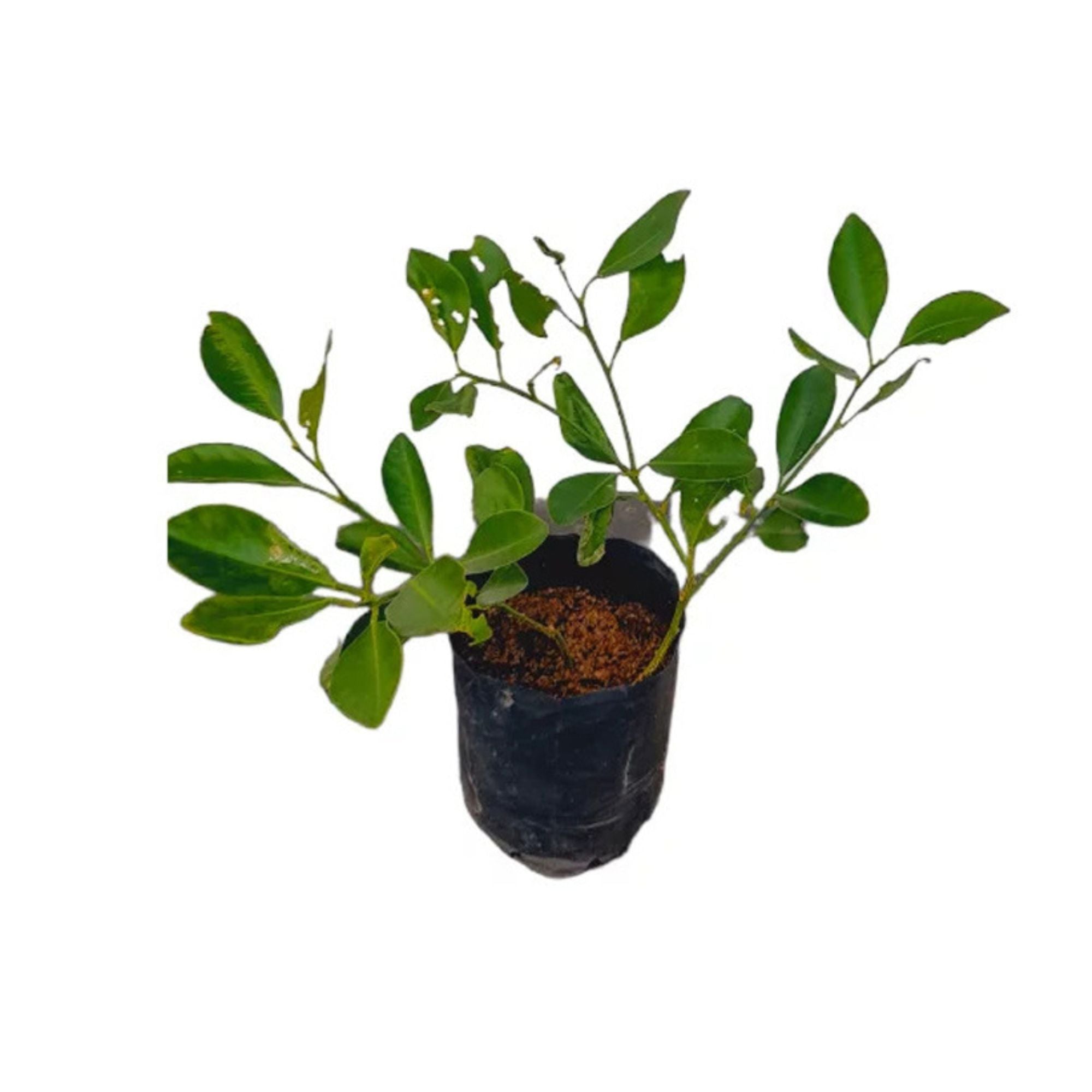 Lakpura® Calamansi (Thai Dehi) Plant