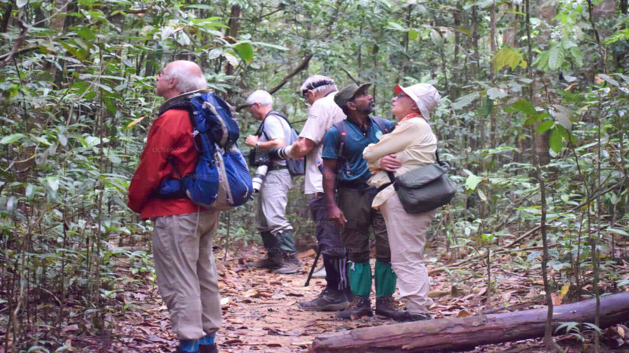 Birdwatching at Kitulgala from Mount Lavinia City